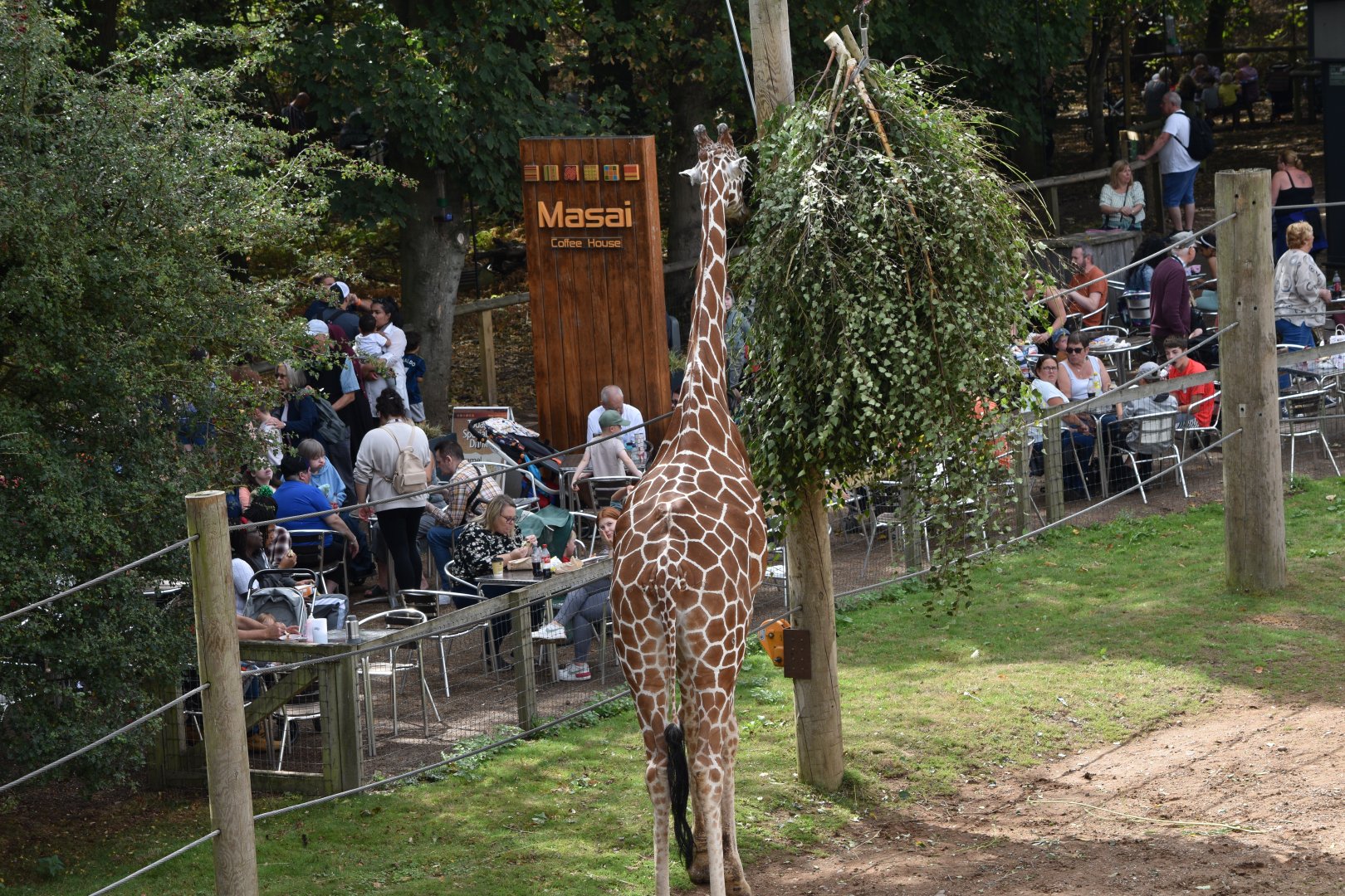 Lunch with the giraffes
