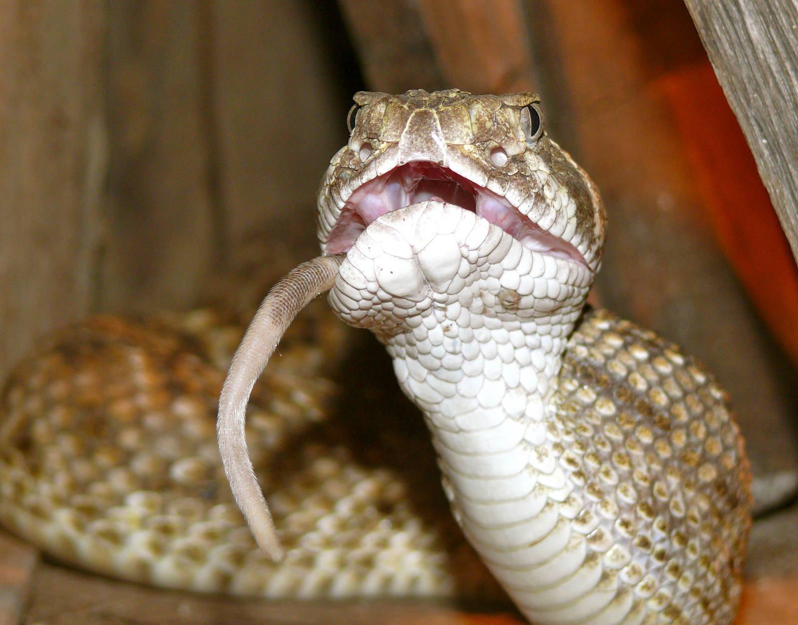 Lunching rattlesnake, part II