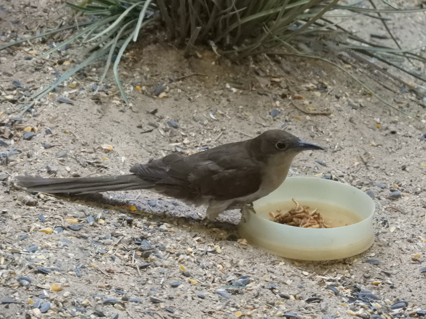 Lunchtime! (Mealworms, yum!)