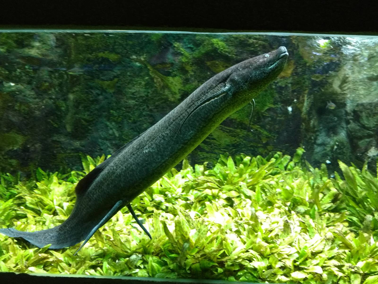 Lungfish, 11th September 2016