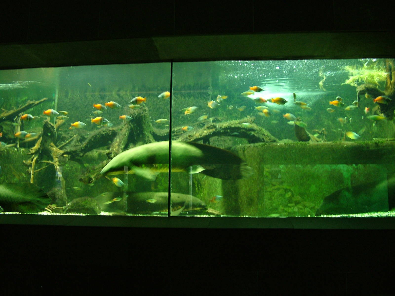 Lungfish and Rainbowfish Tank at Cologne, 07/09/10