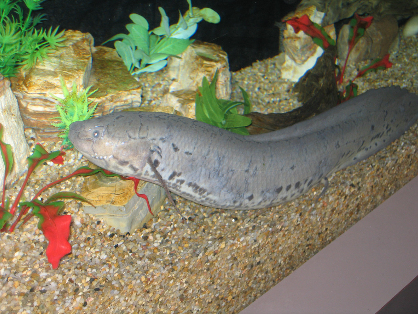 Lungfish - Apr 2006