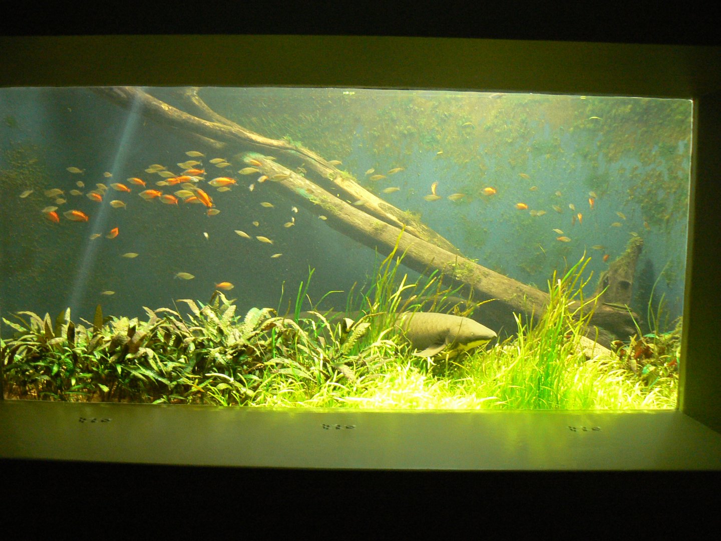 Lungfish Aquarium - 27 June 2018