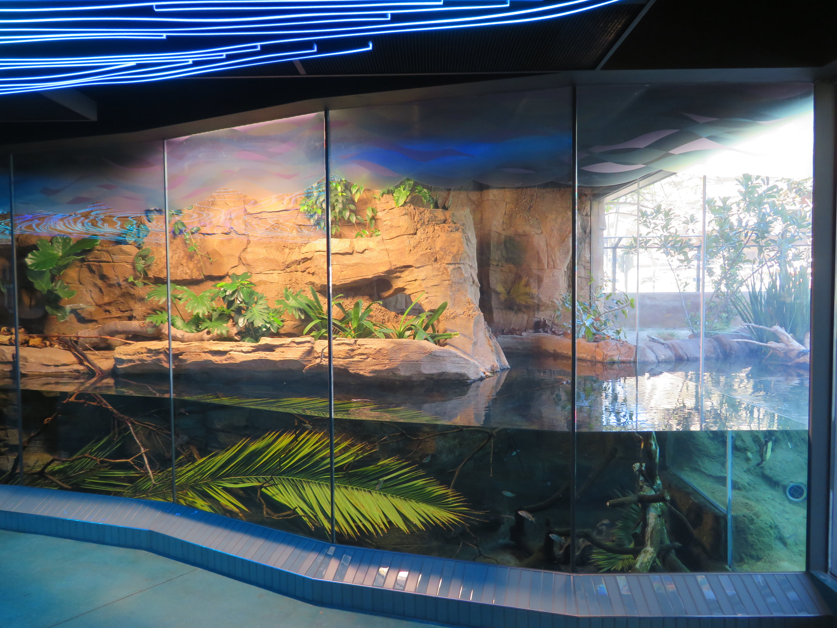 Lungfish Exhibit