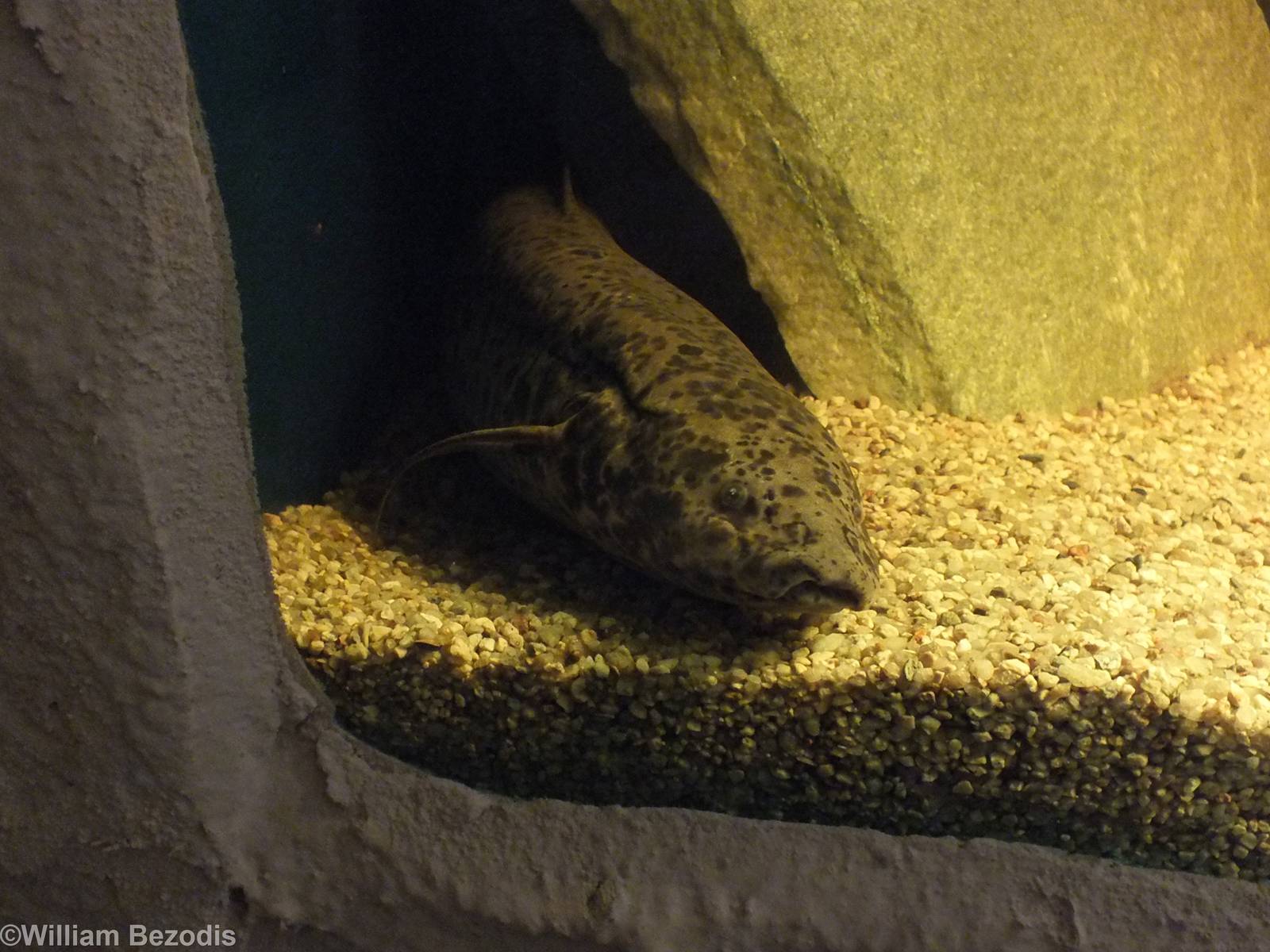 Lungfish - Freshwater Section