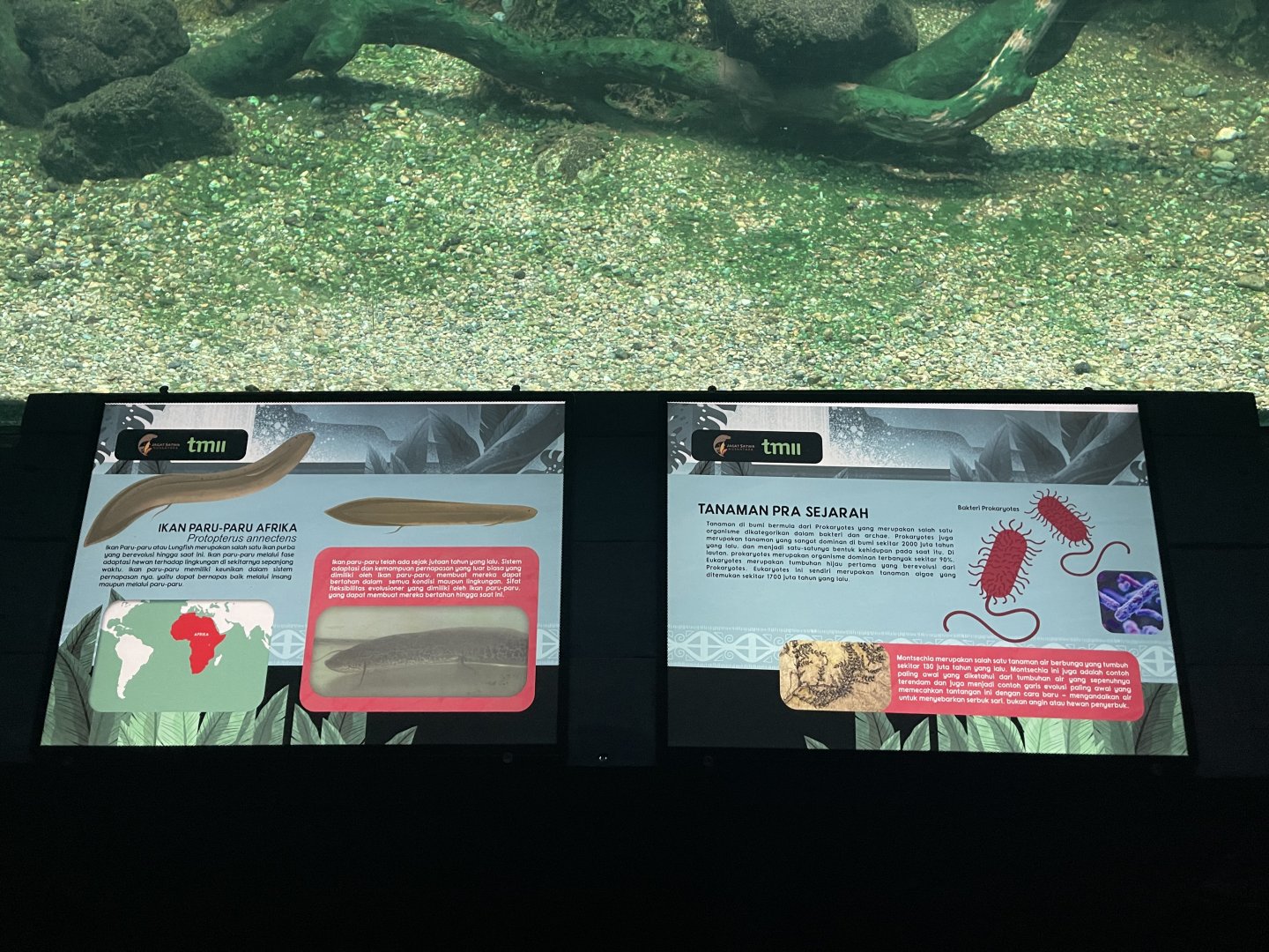 lungfish signage - dunia air tawar