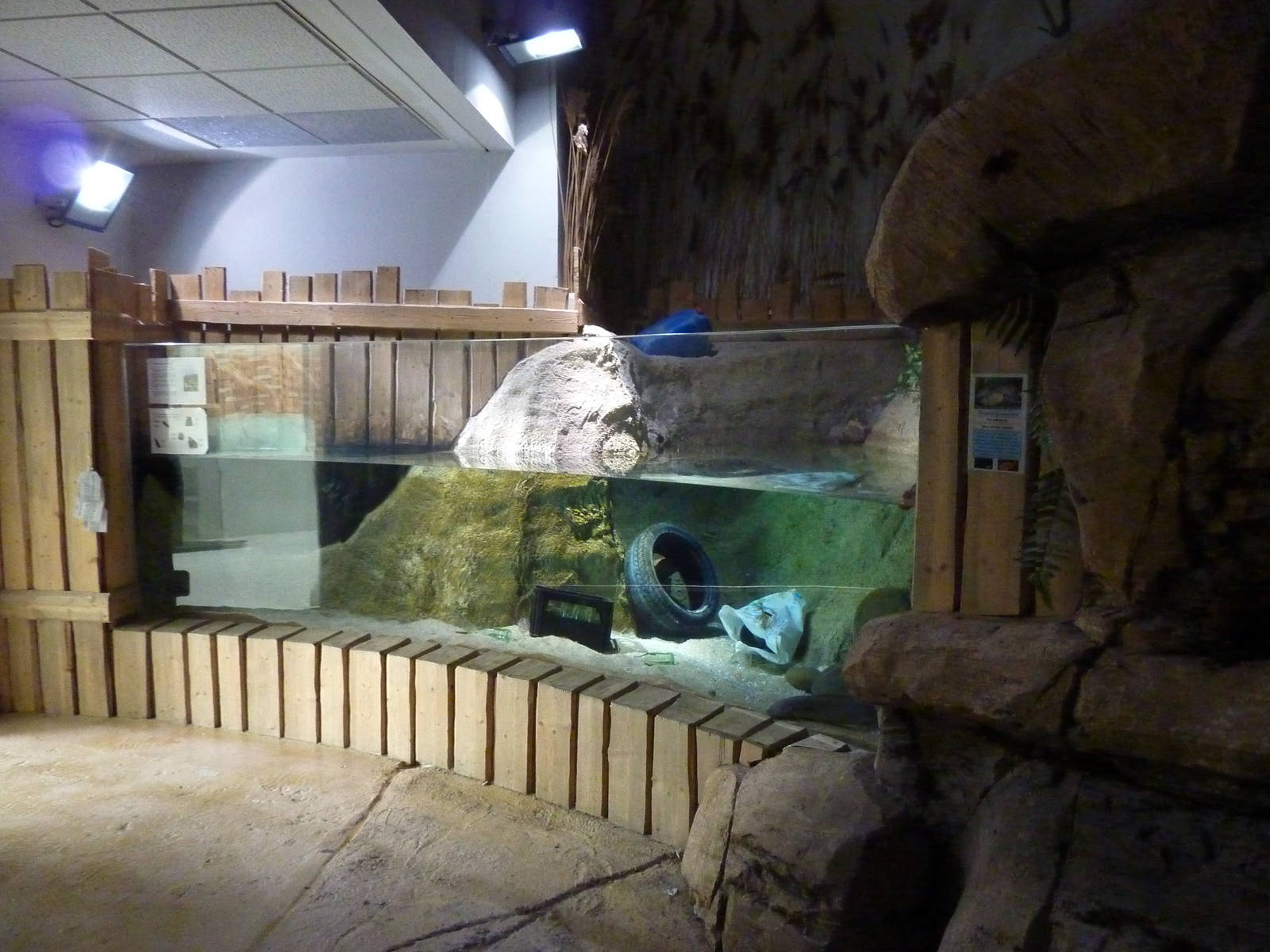 Lungfish tank, 10th April 2012