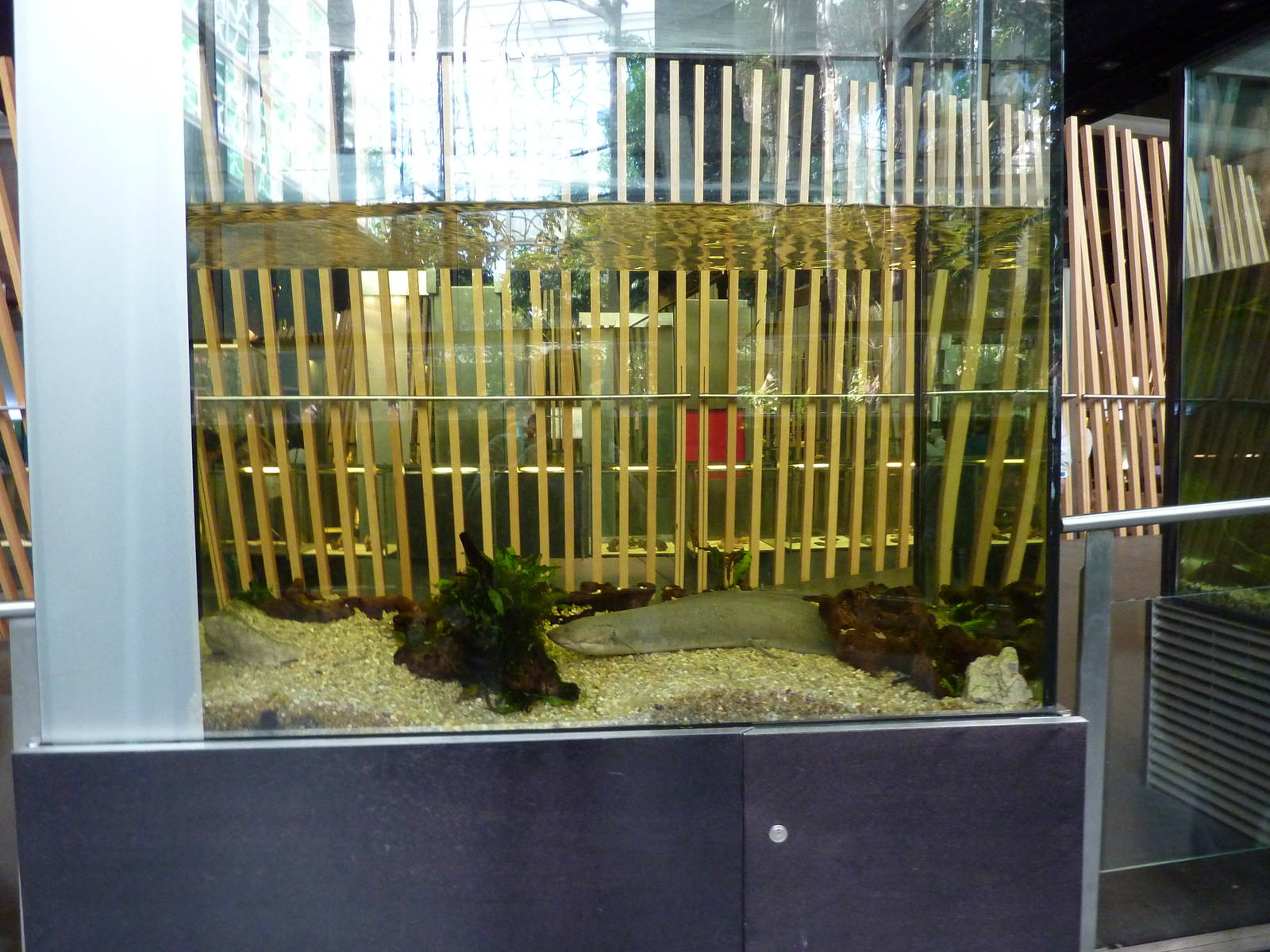 Lungfish tank, 7th April 2012.