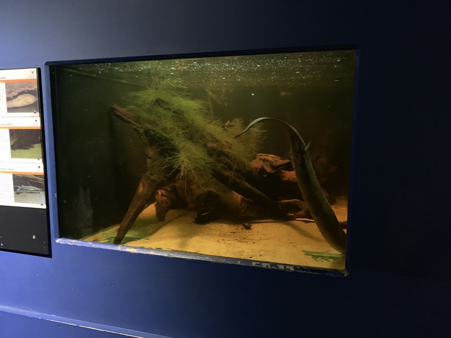 Lungfish Tank at London Zoo (2019)