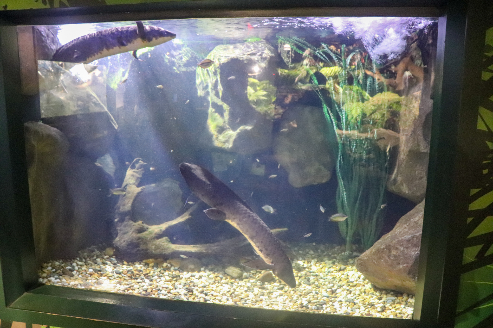 Lungfish Tank - December 2018