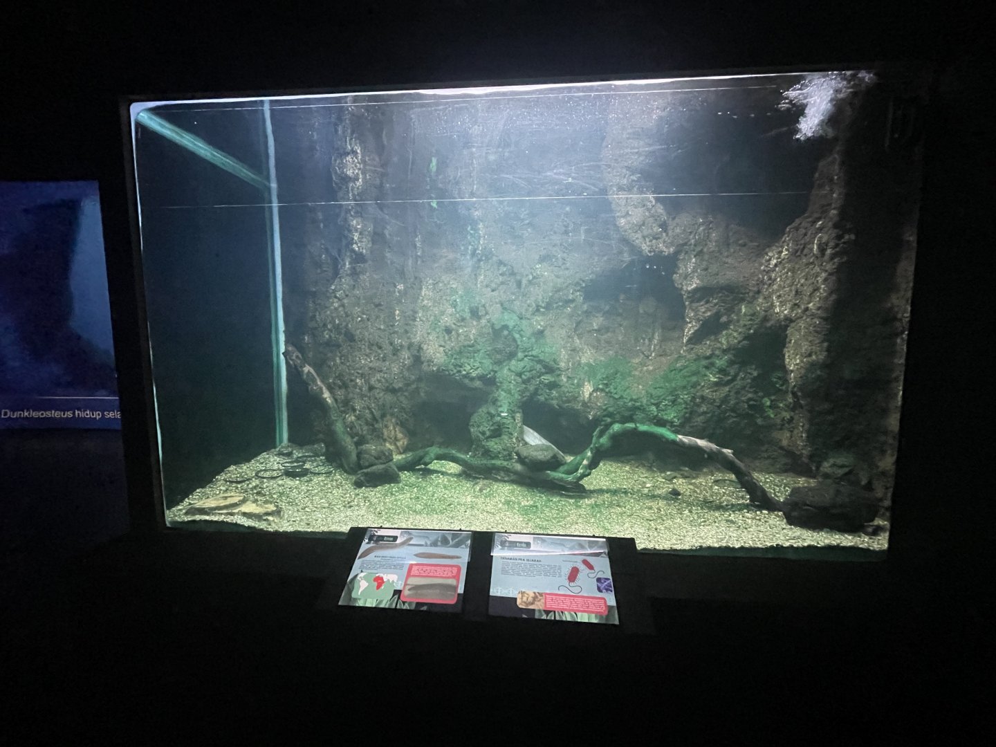 lungfish tank - dunia air tawar