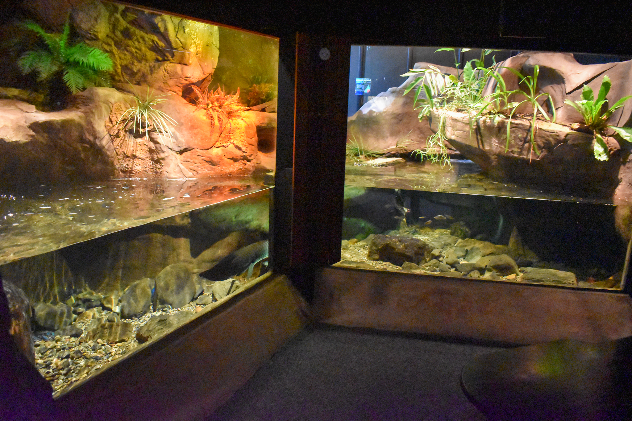 Lungfish Tank
