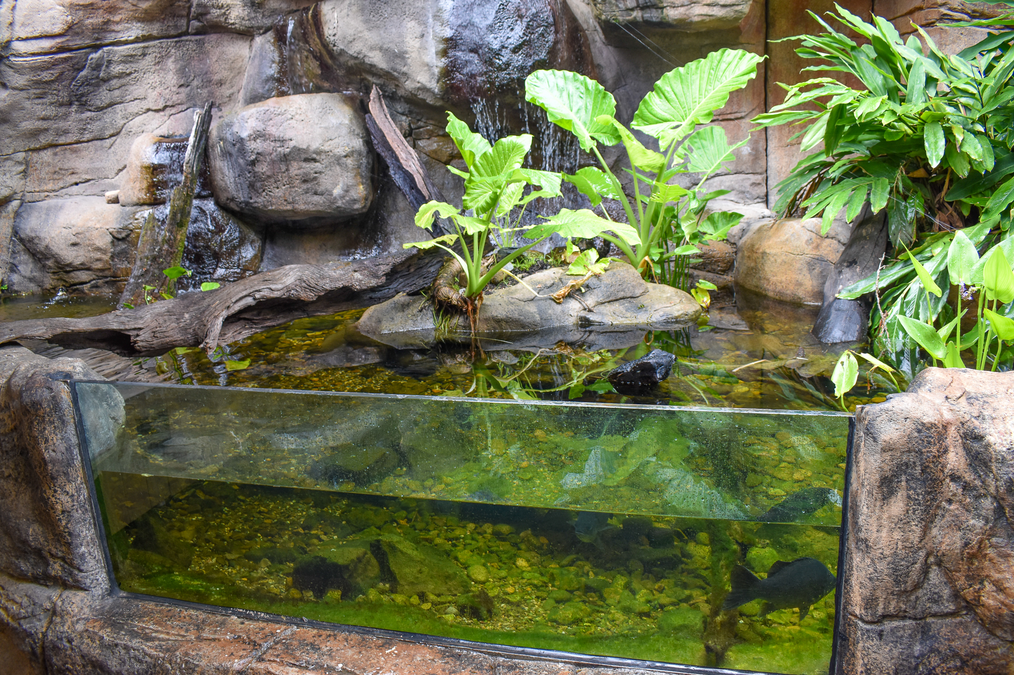 Lungfish Tank