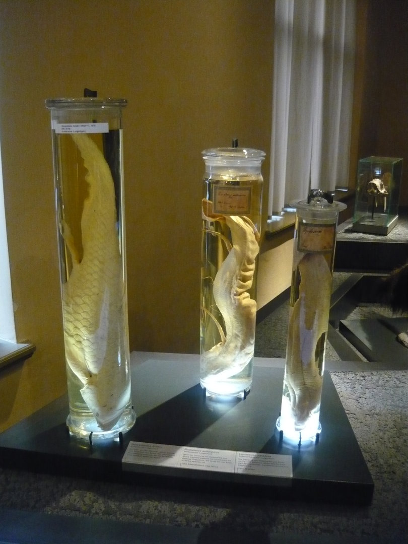 Lungfish wet specimens