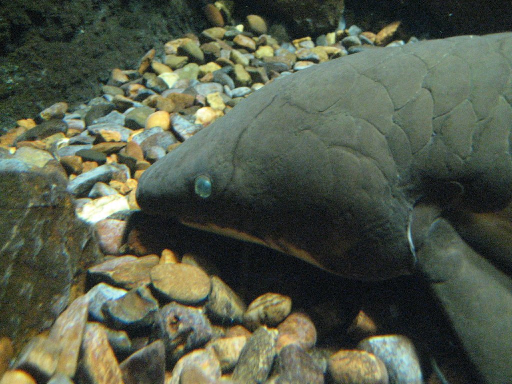 Lungfish