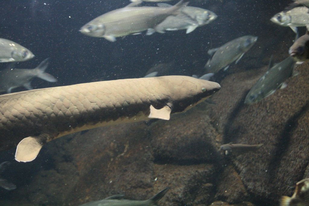 Lungfish