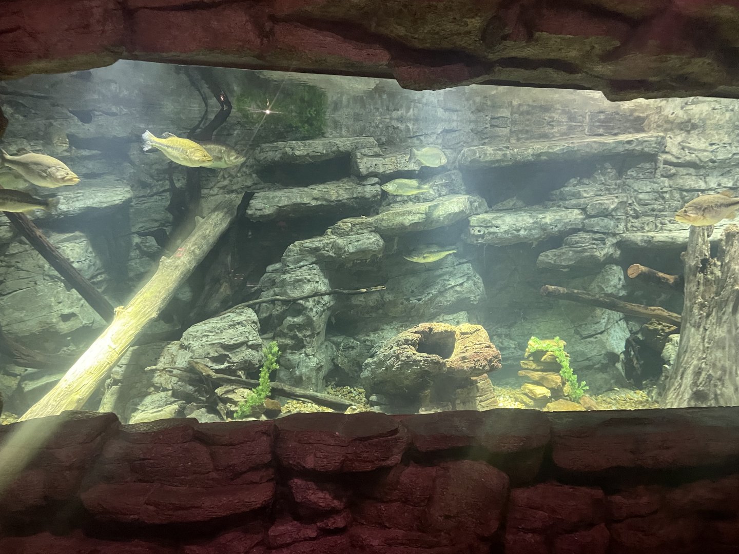 Lunker Lake Bass Tank