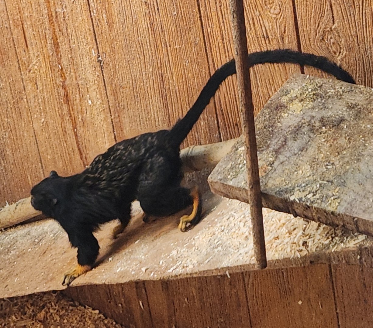 Lupa Zoo (2024) - Golden-handed Tamarin