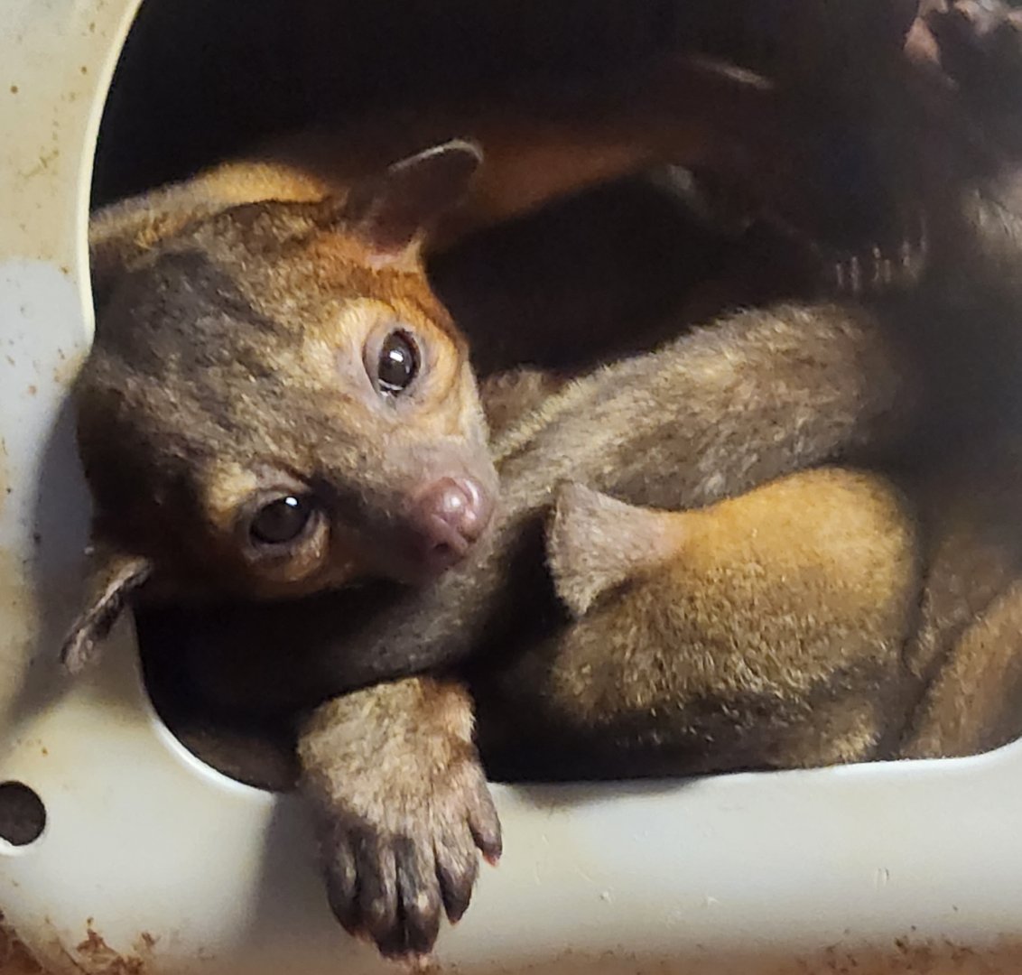 Lupa Zoo (2024) - Kinkajou