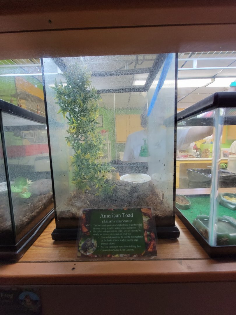 Lupa Zoo - American toad