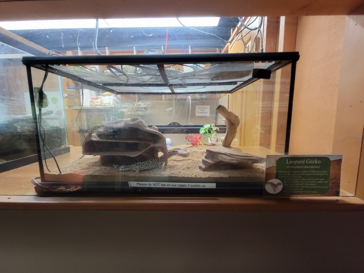 Lupa Zoo - Another leopard gecko