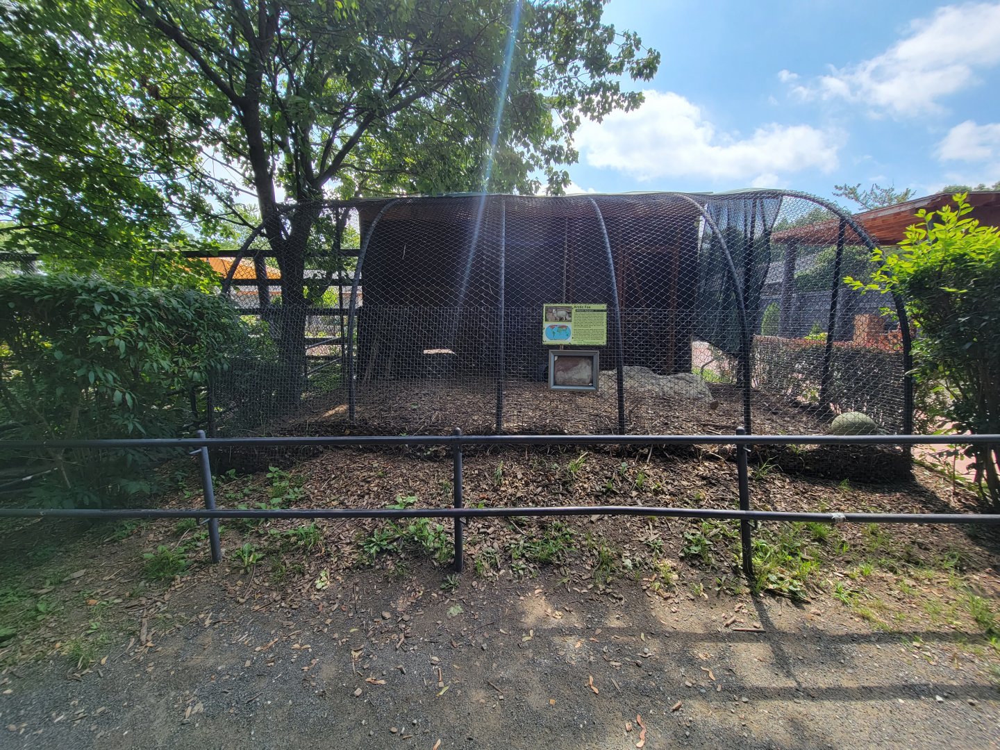 Lupa Zoo - Arctic fox