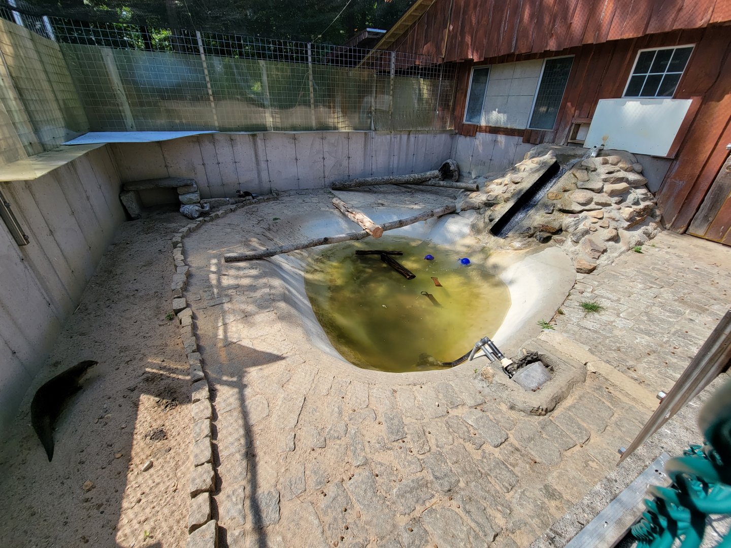 Lupa Zoo - Asian small-clawed otters