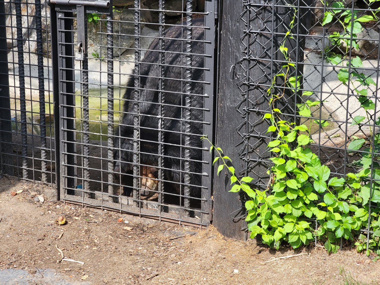 Lupa Zoo - Asiatic black bear
