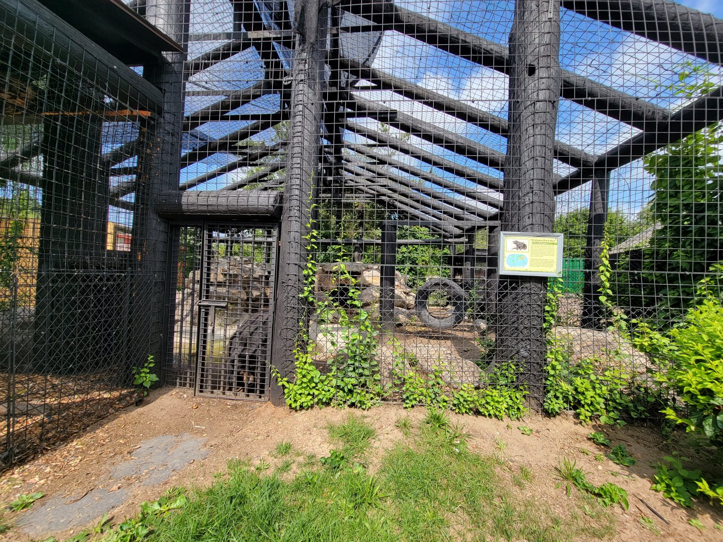 Lupa Zoo - Asiatic black bear