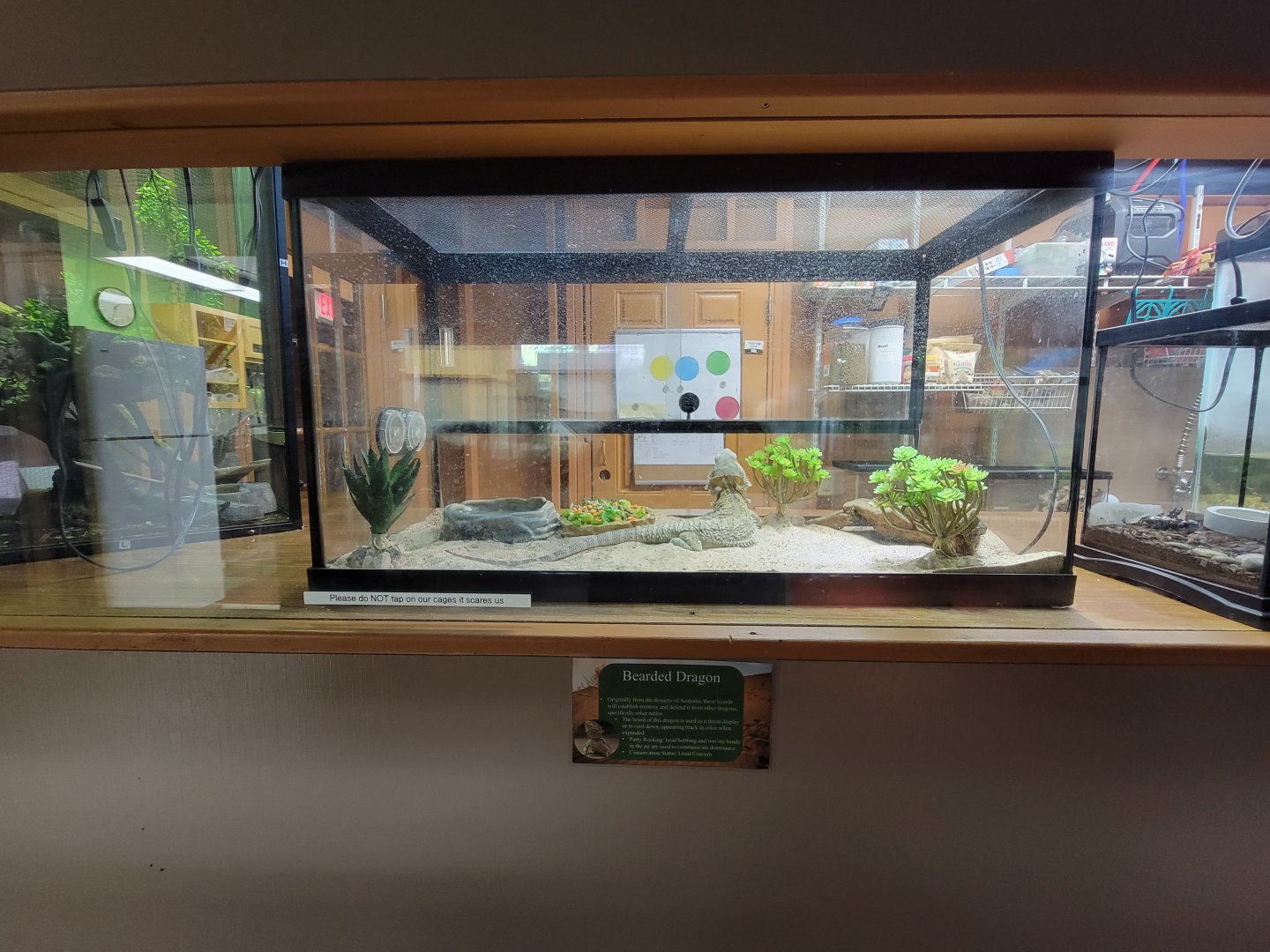 Lupa Zoo - Bearded dragon