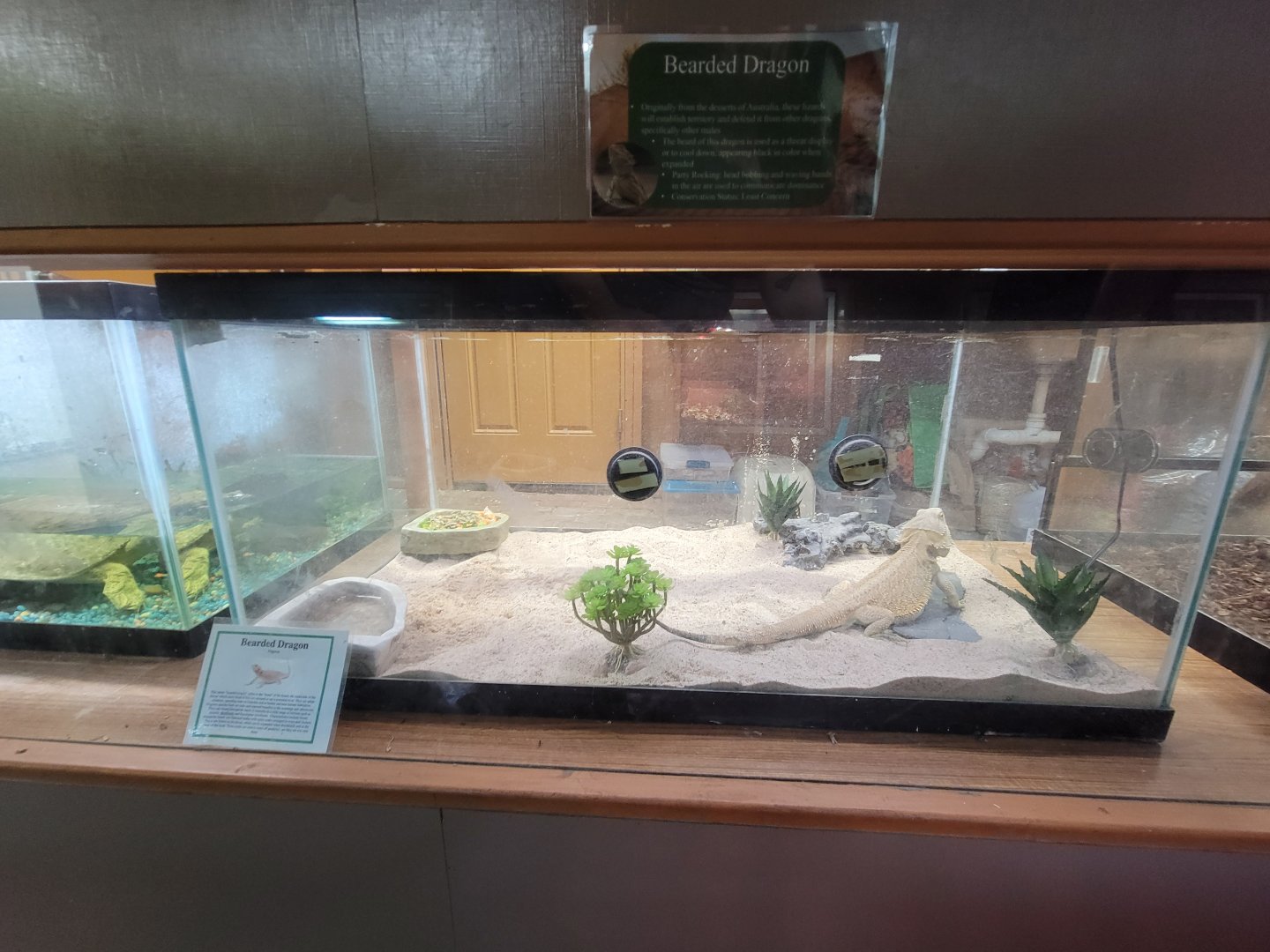 Lupa Zoo - Bearded dragon