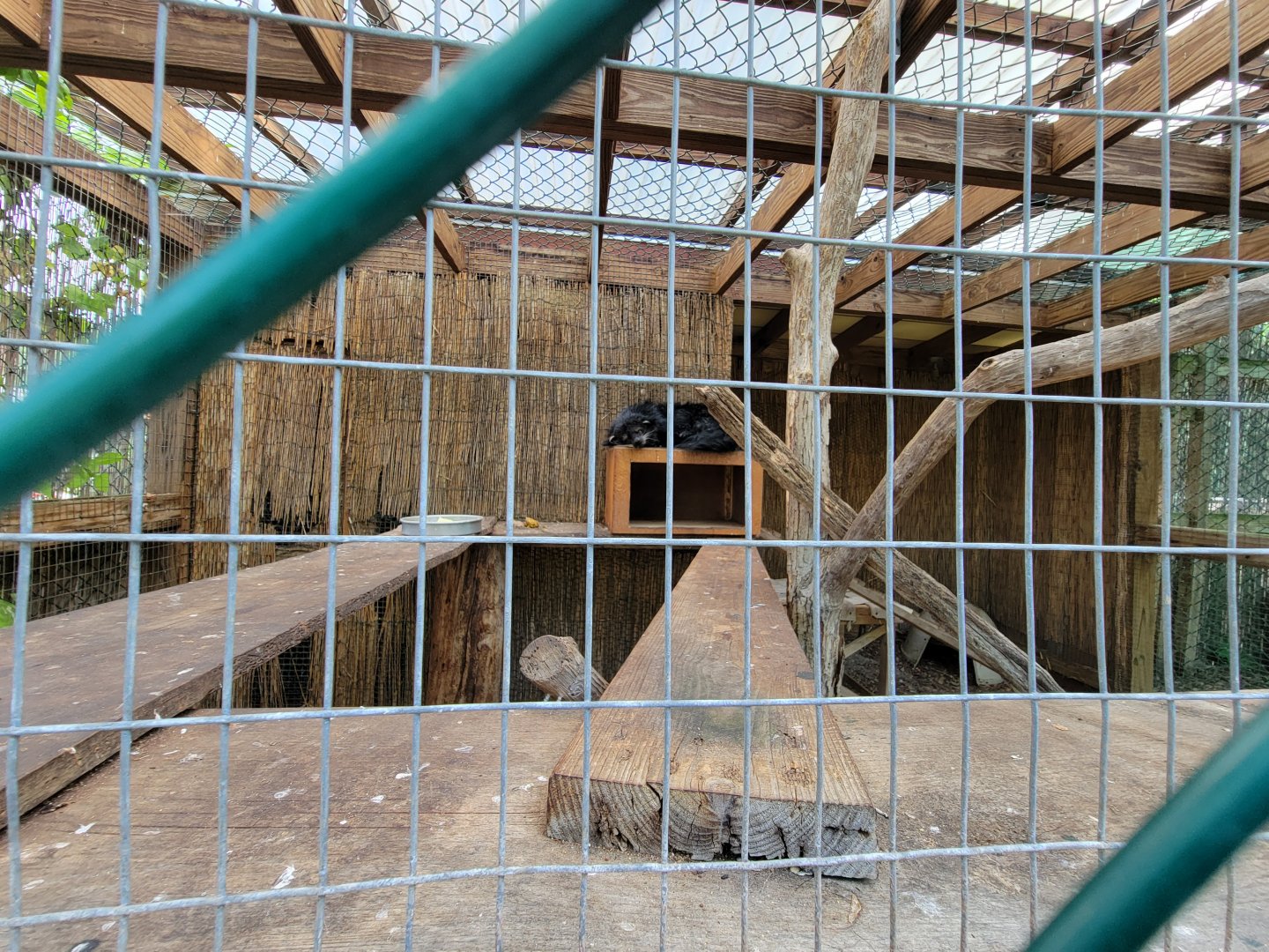 Lupa Zoo - Binturong