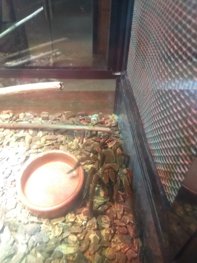 Lupa Zoo- Birdeater ID?