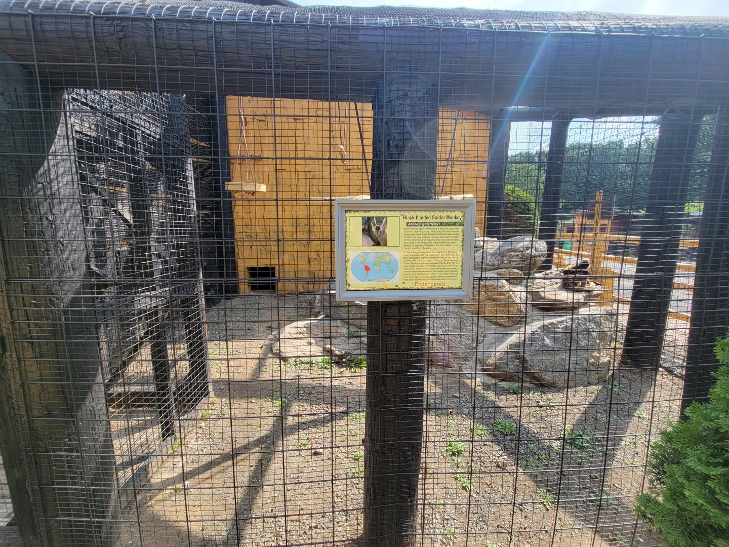 Lupa Zoo - Black-handed spider monkey