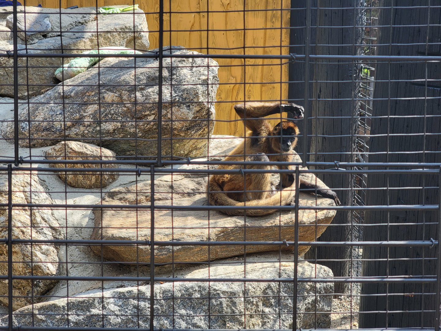 Lupa Zoo - Black-handed spider monkey