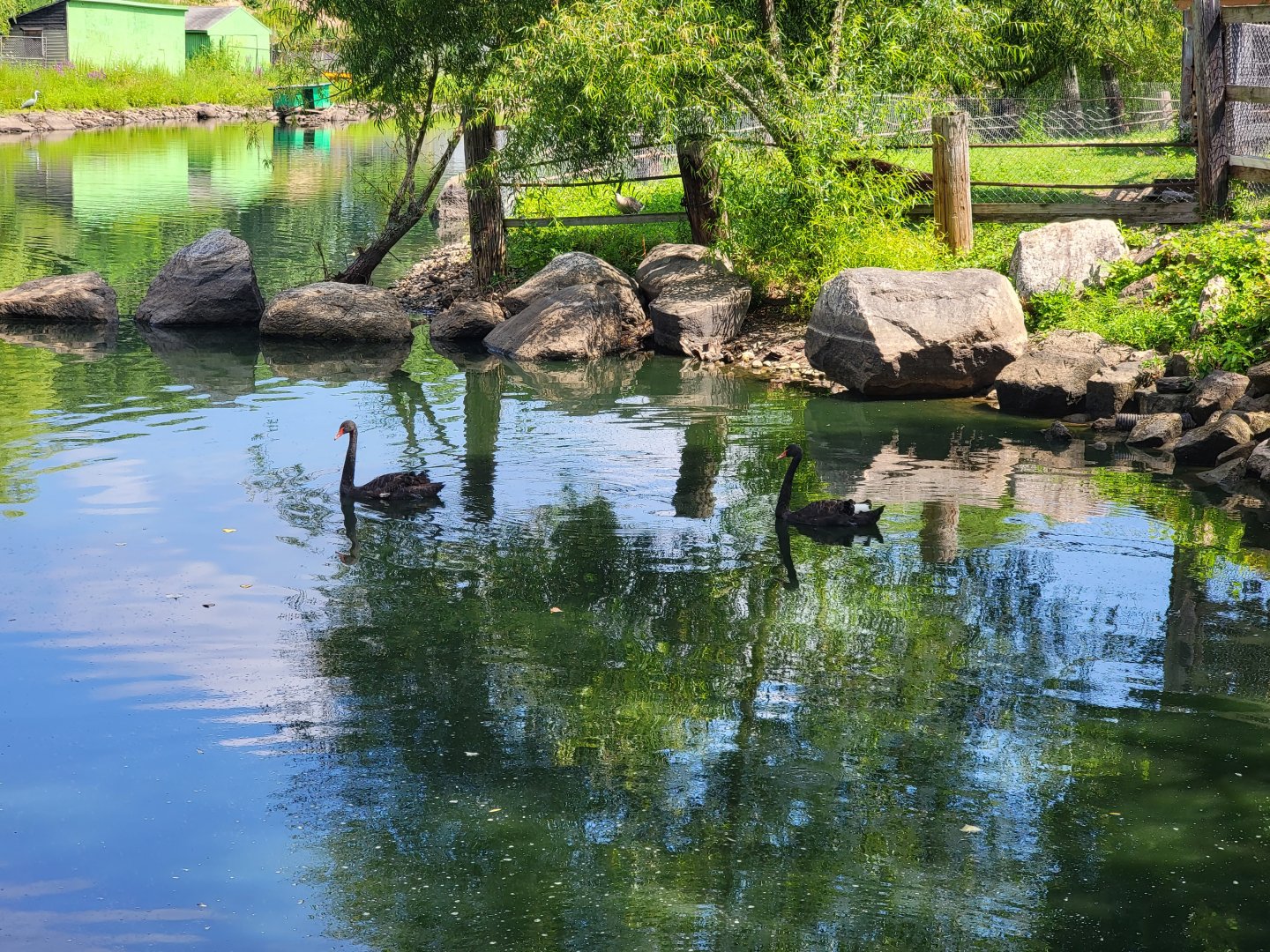 Lupa Zoo - Black swans