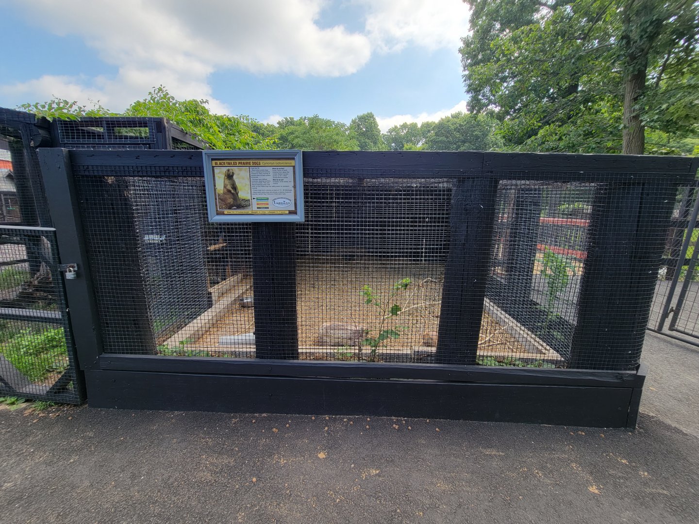 Lupa Zoo - Black-tailed prairie dog