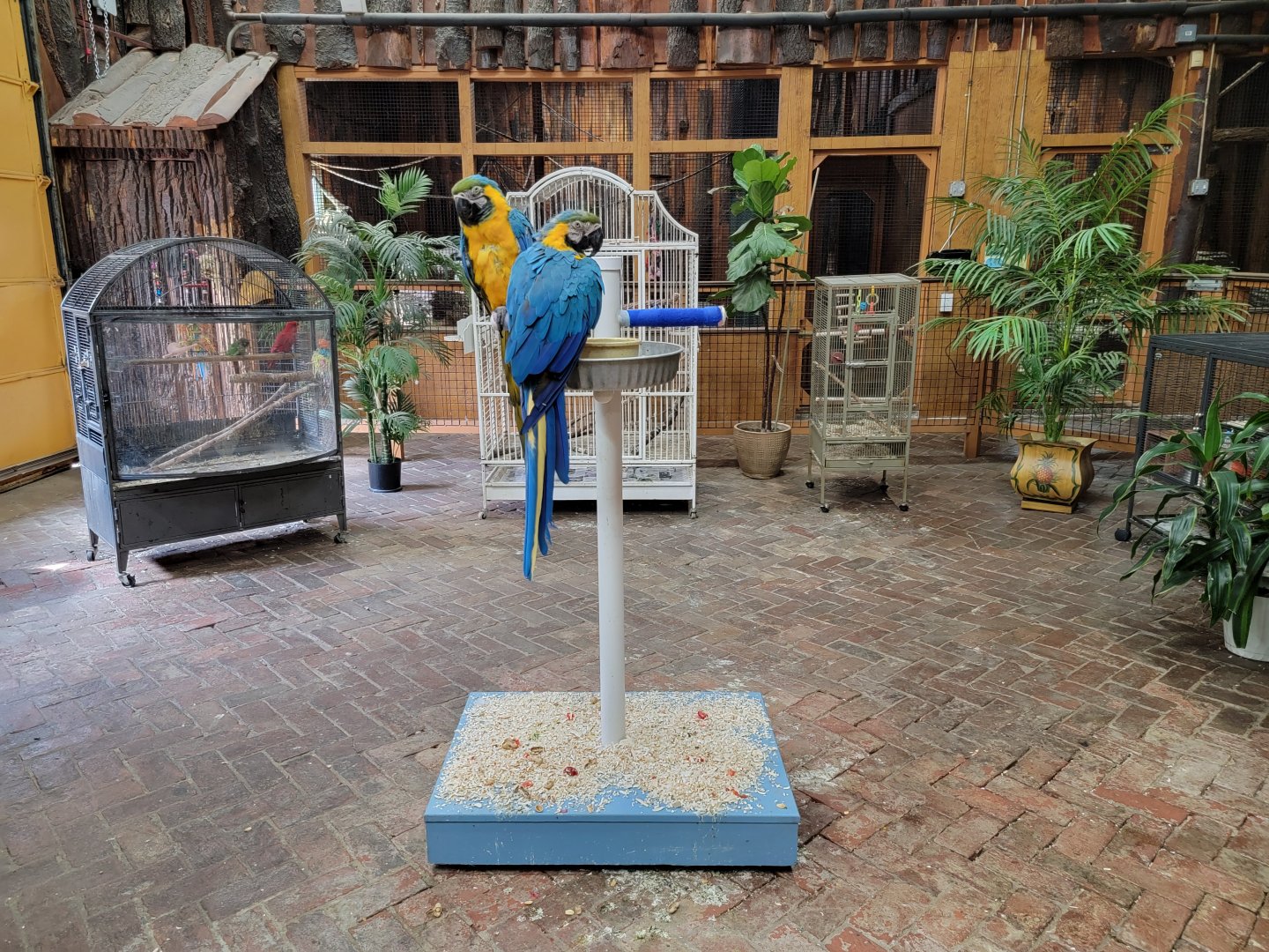 Lupa Zoo - Blue & gold macaws