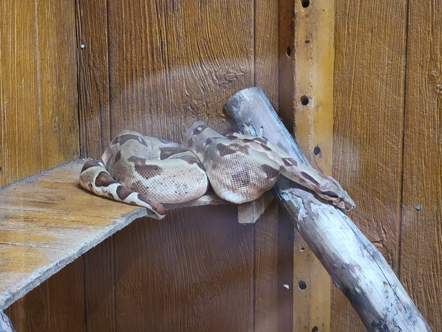 Lupa Zoo - Boa constrictor