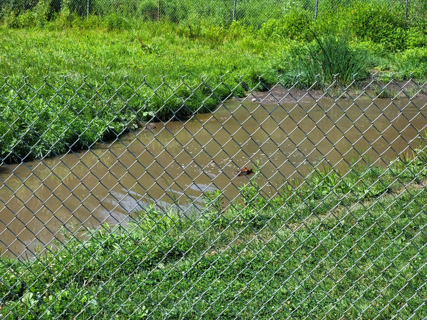 Lupa Zoo - Capybara rolling in the water