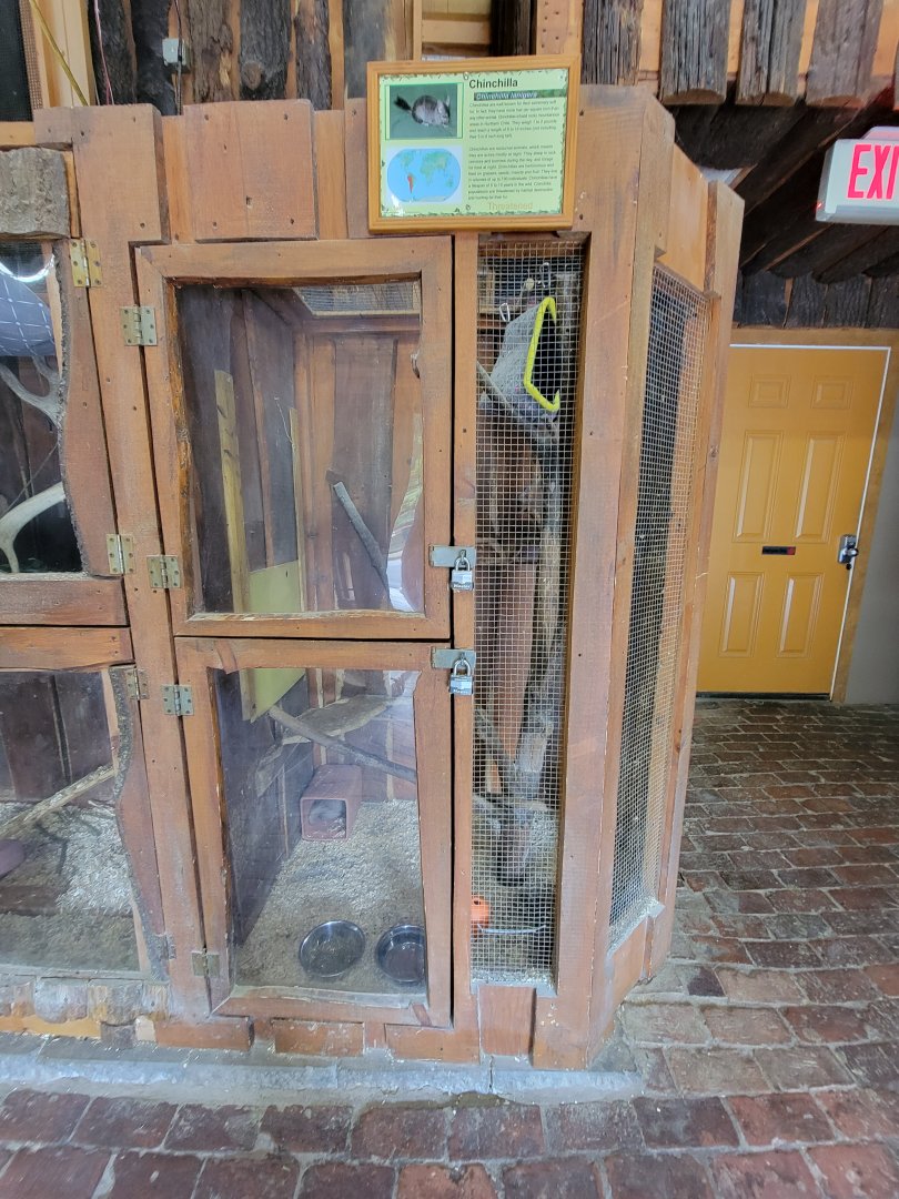 Lupa Zoo - Chinchilla