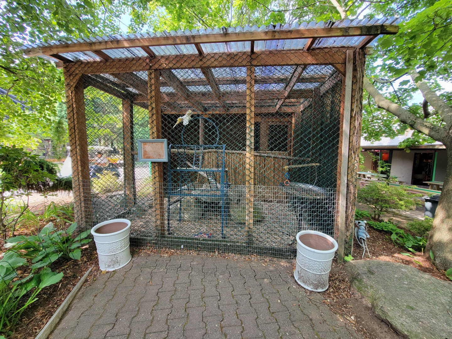 Lupa Zoo - Cockatoos