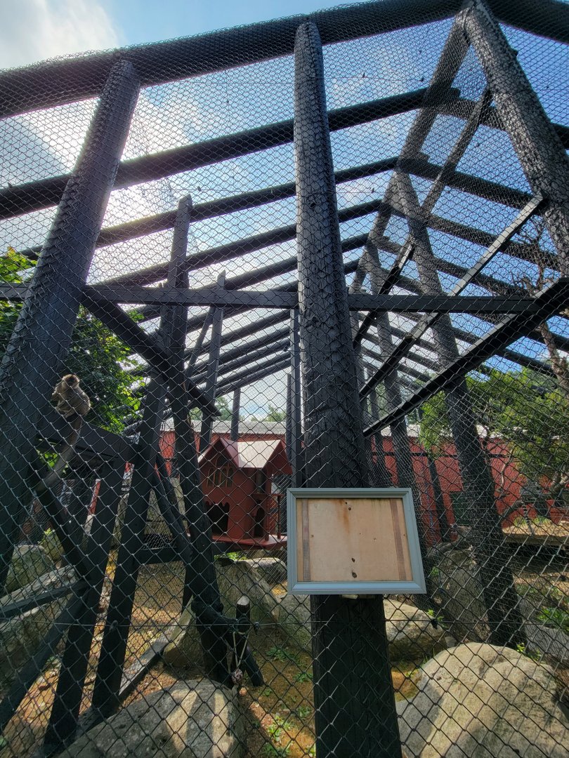 Lupa Zoo - Common brown lemur