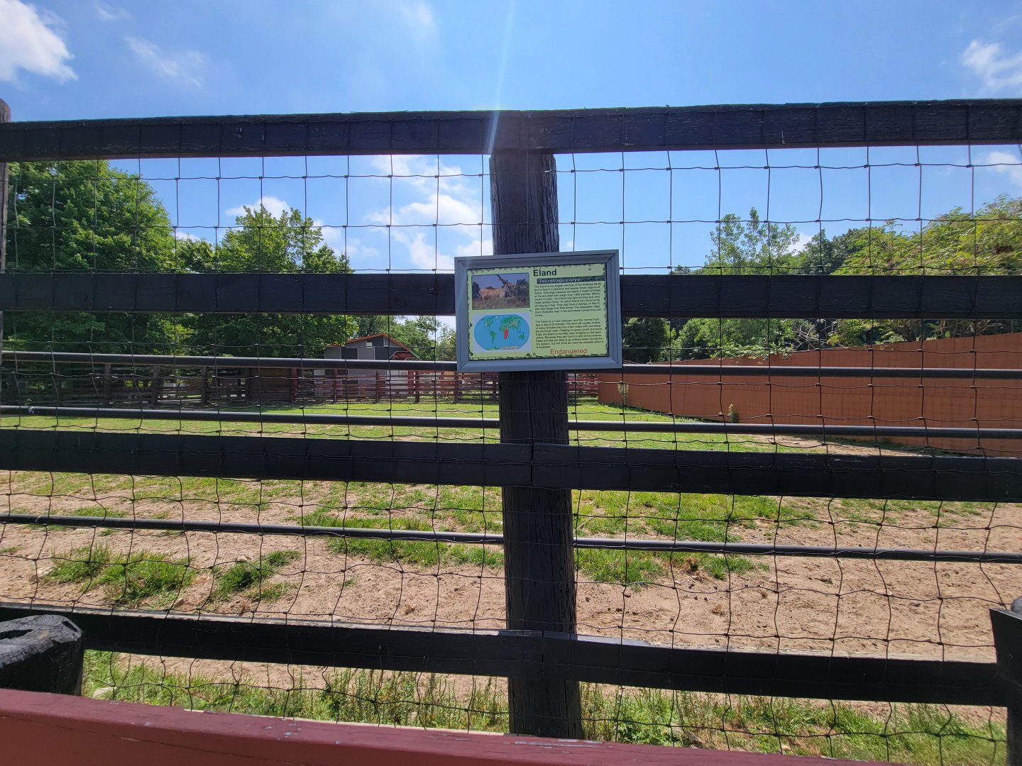 Lupa Zoo - Common eland (they were in the next yard)