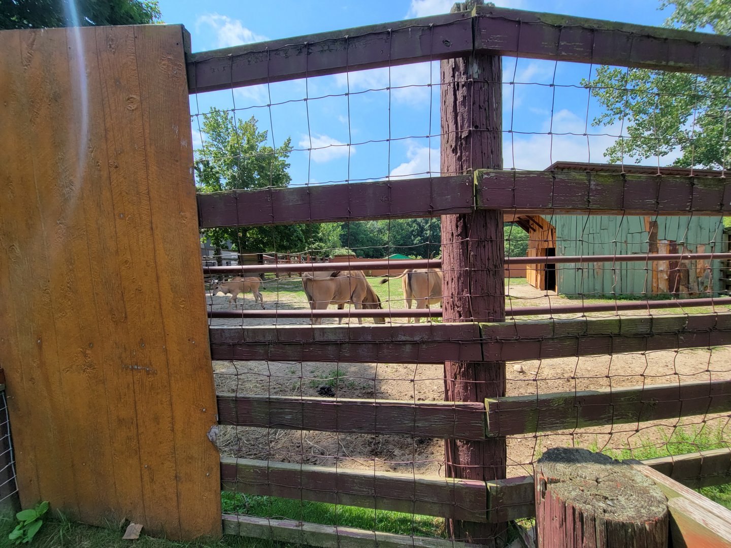 Lupa Zoo - Common eland