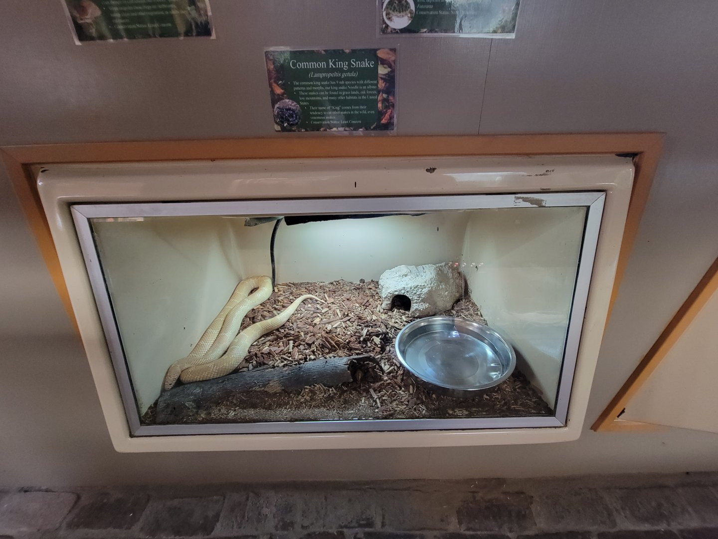 Lupa Zoo - Common kingsnake