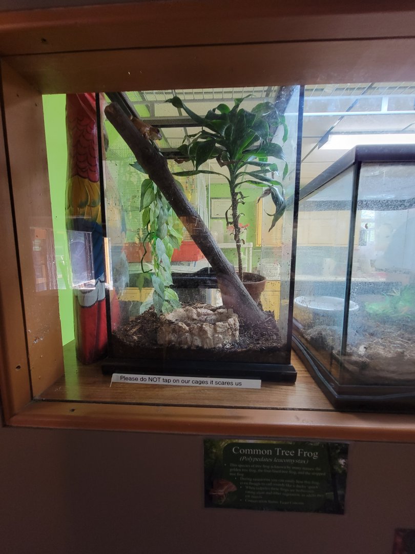 Lupa Zoo - Common treefrog