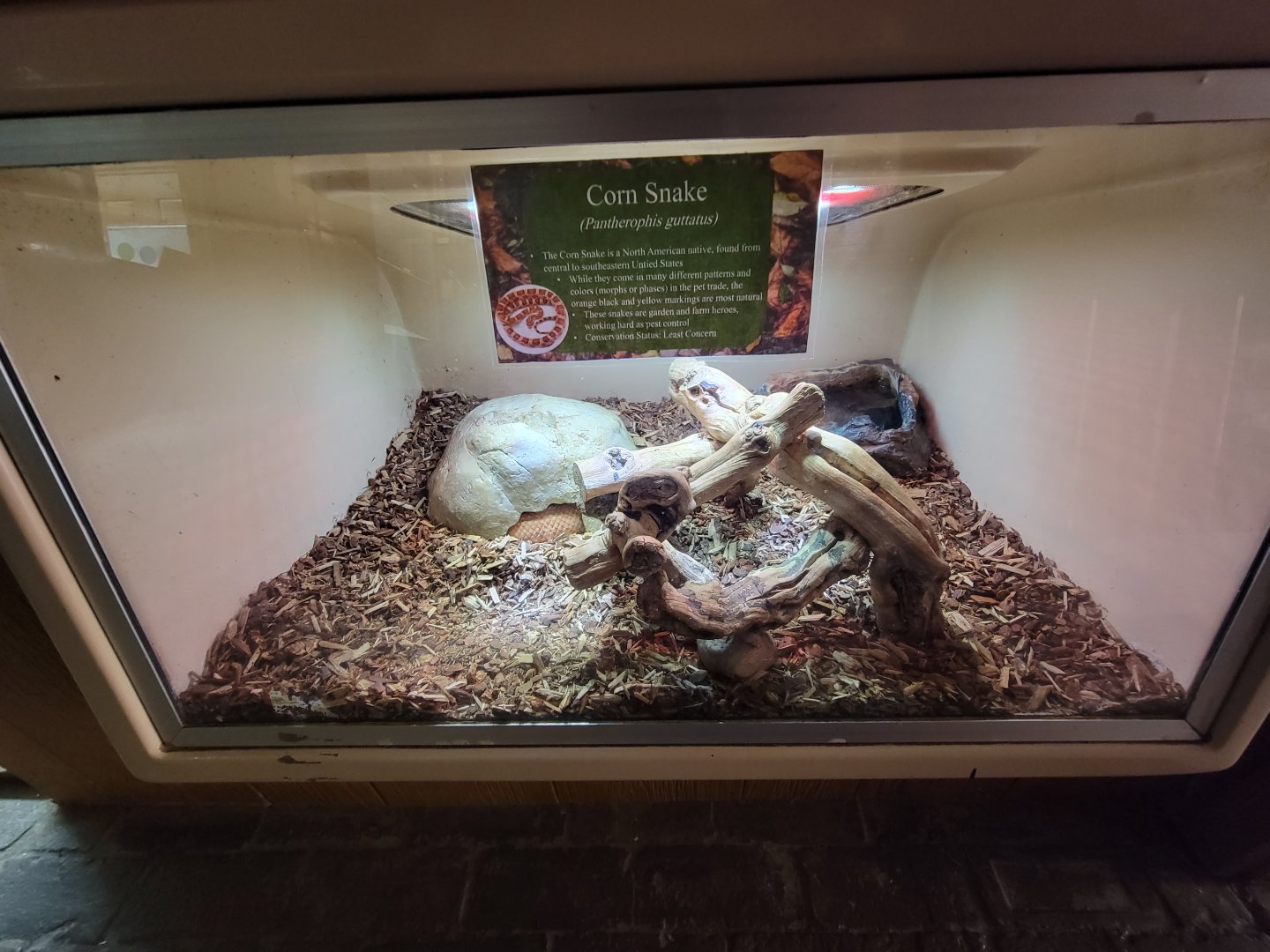 Lupa Zoo - Corn snake