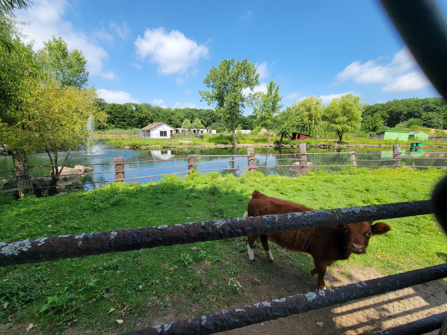 Lupa Zoo - Cow, incorrectly signed as Scottish highland