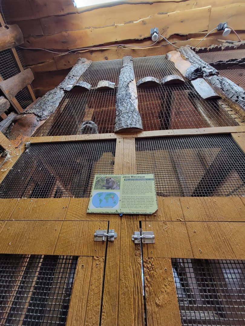 Lupa Zoo - Crab-eating macaque